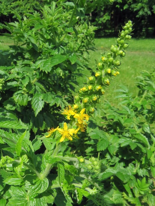 Репешок Agrimony