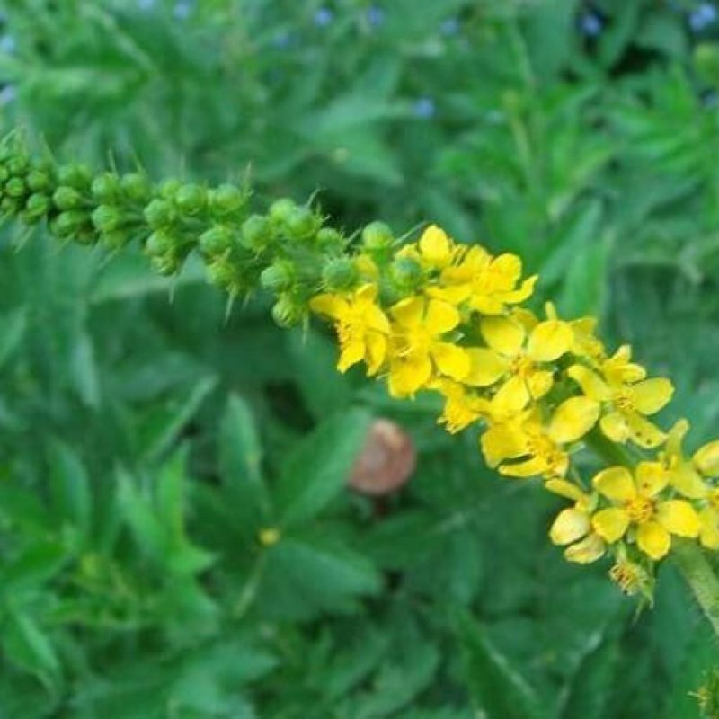 Agrimonia pilosa