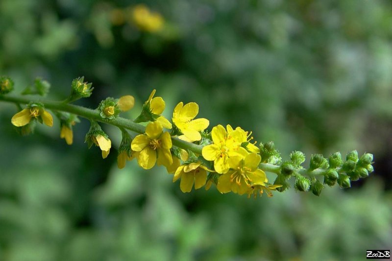 Репешок обыкновенный (Agrimonia Eupatoria l.)