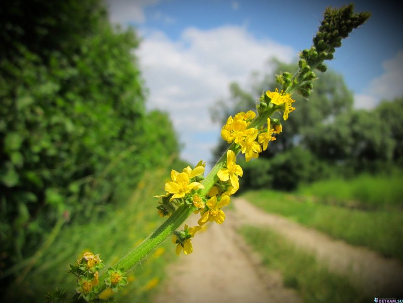Agrimonia parviflora