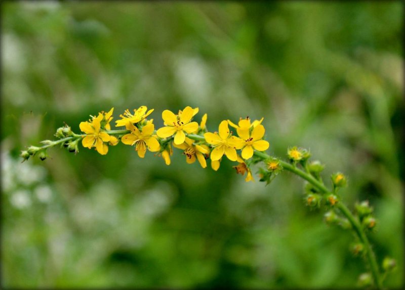 Репешок обыкновенный (Agrimonia Eupatoria)