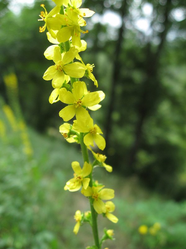 Agrimonia формула
