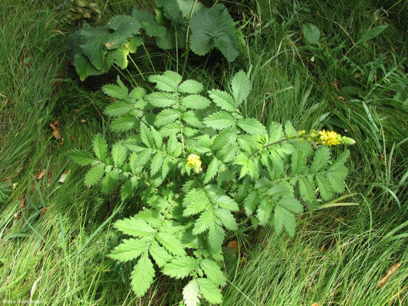 Репешок обыкновенный (репешок лекарственный) (Agrimonia Eupatoria)