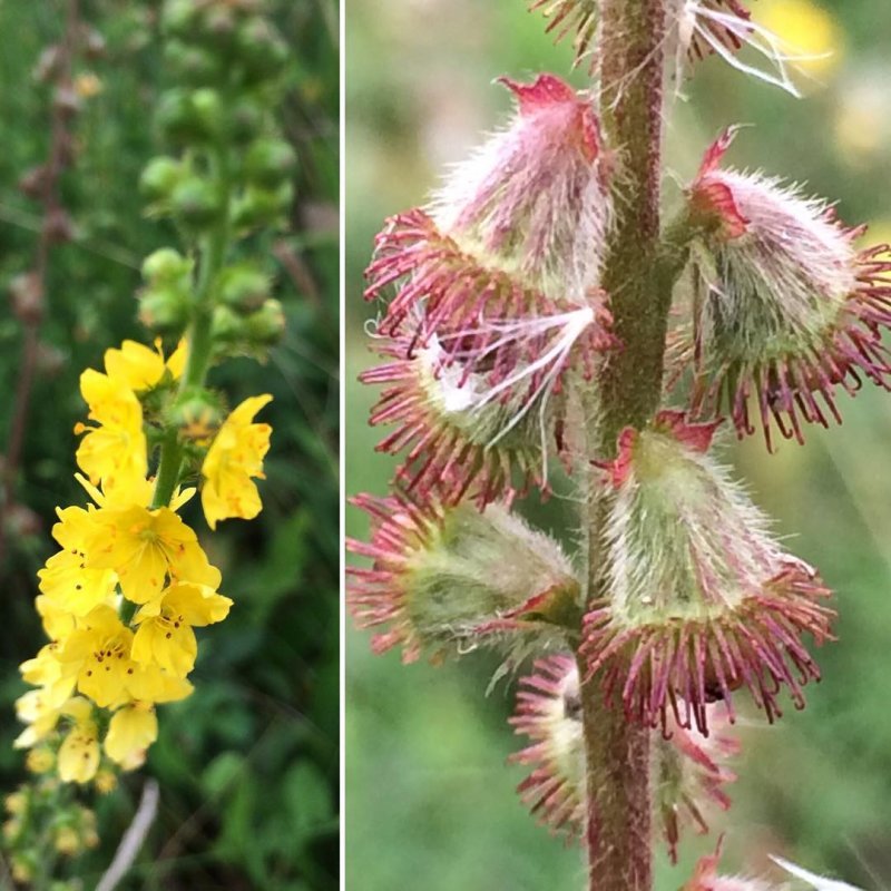 Agrimonia pilosa