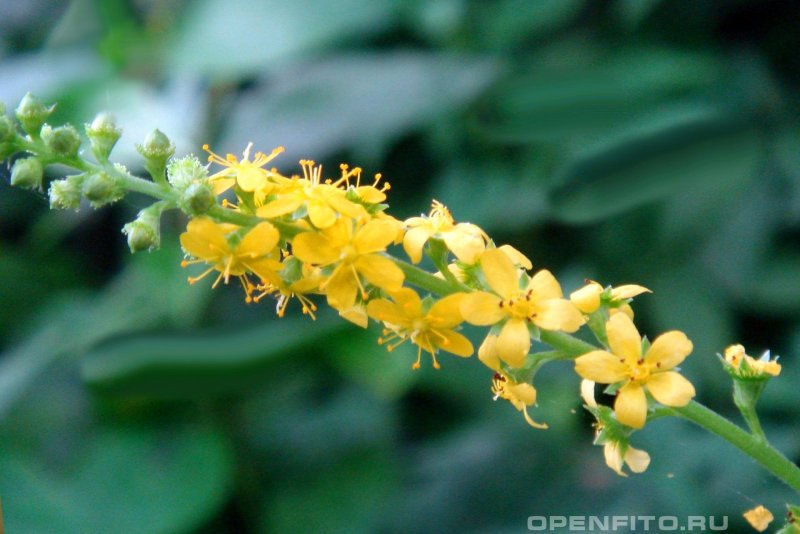 Репешок обыкновенный - Agrimónia Eupatória