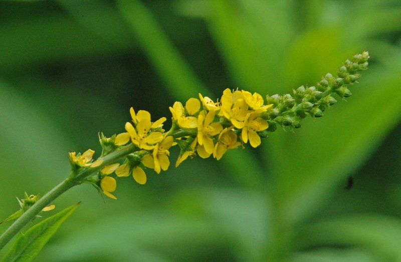 Agrimonia pilosa