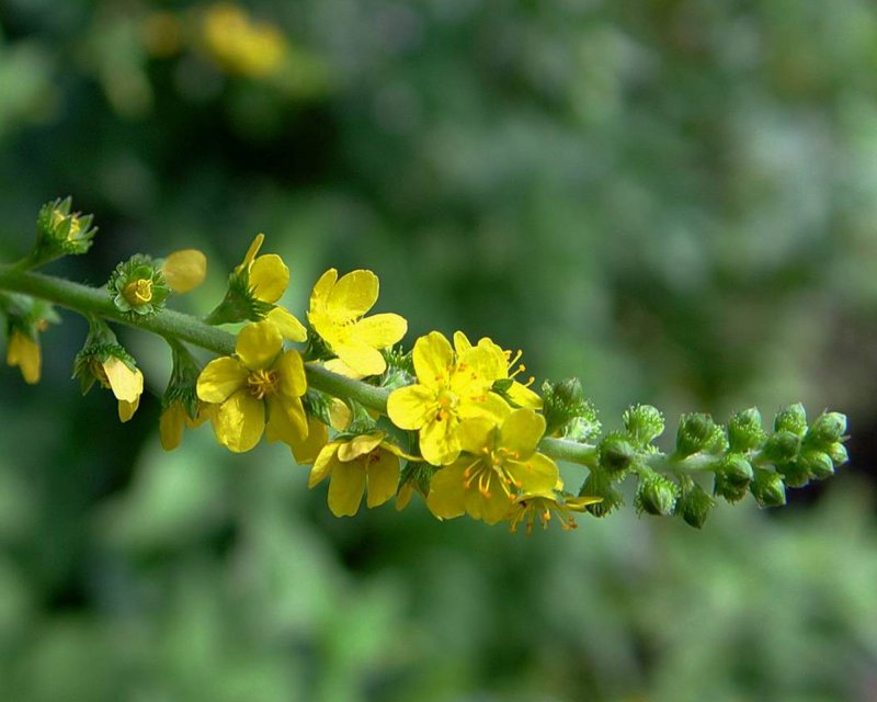 Agrimonia pilosa