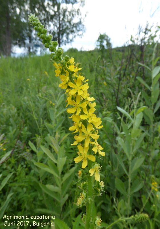Agrimonia pilosa растение