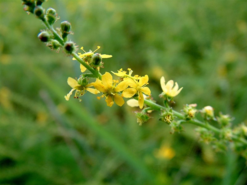 Репешок обыкновенный (Agrimonia Eupatoria)