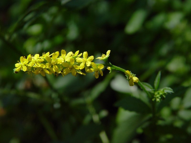 Репешок обыкновенный (Agrimonia Eupatoria)