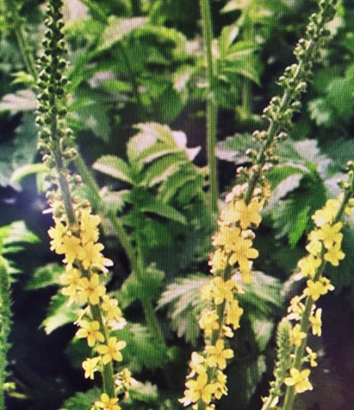 Agrimony (1)