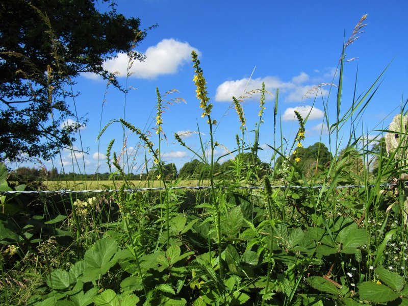 Agrimony фото