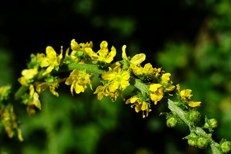 Коровяк черный (Verbascum nigrum)