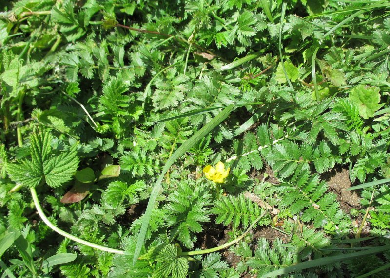 Agrimonia pilosa растение