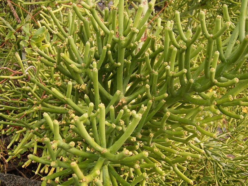 Молочай тирукалли (Euphorbia tirucalli)