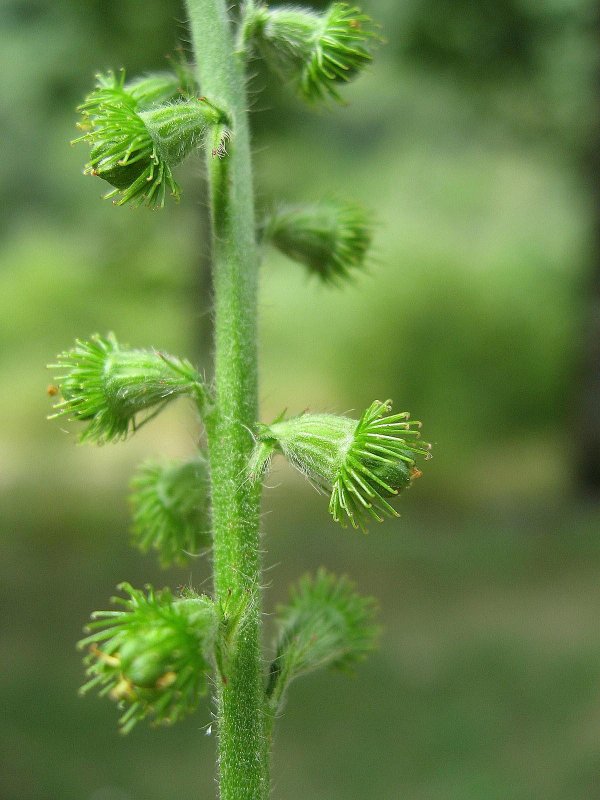 Agrimonia Eupatoria Leaf extract