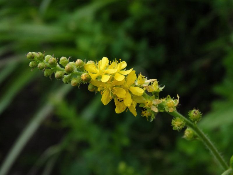 Agrimónia Eupatória