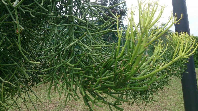 Молочай тирукалли (Euphorbia tirucalli)