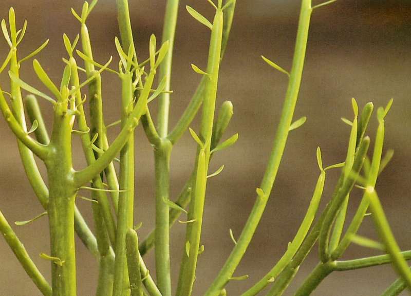 Молочай тирукалли (Euphorbia tirucalli)