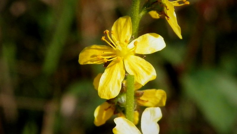 Agrimony Herb common use in Medicine