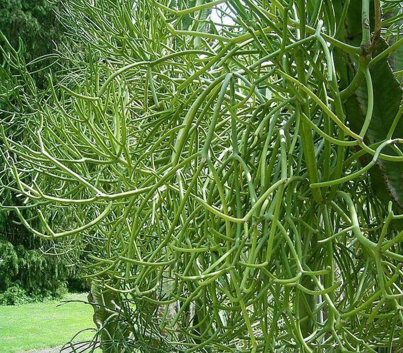 Молочай тирукалли (Euphorbia tirucalli)