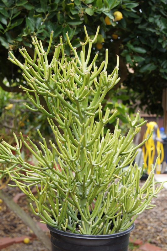 Молочай тирукалли (Euphorbia tirucalli)