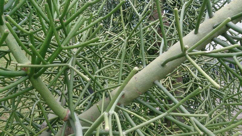 Молочай тирукалли (Euphorbia tirucalli)