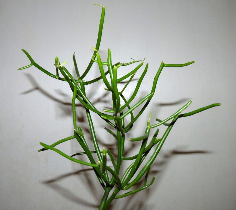 Молочай тирукалли (Euphorbia tirucalli)