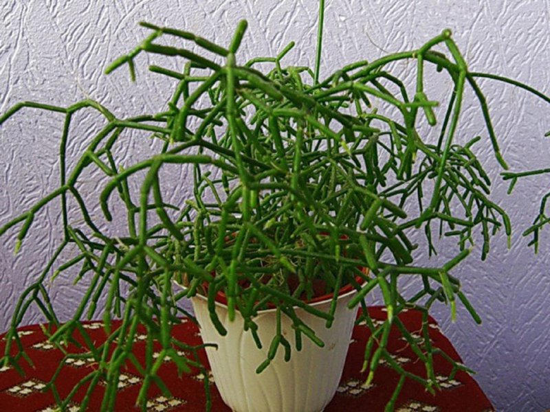 Euphorbia tirucalli Млечный сок