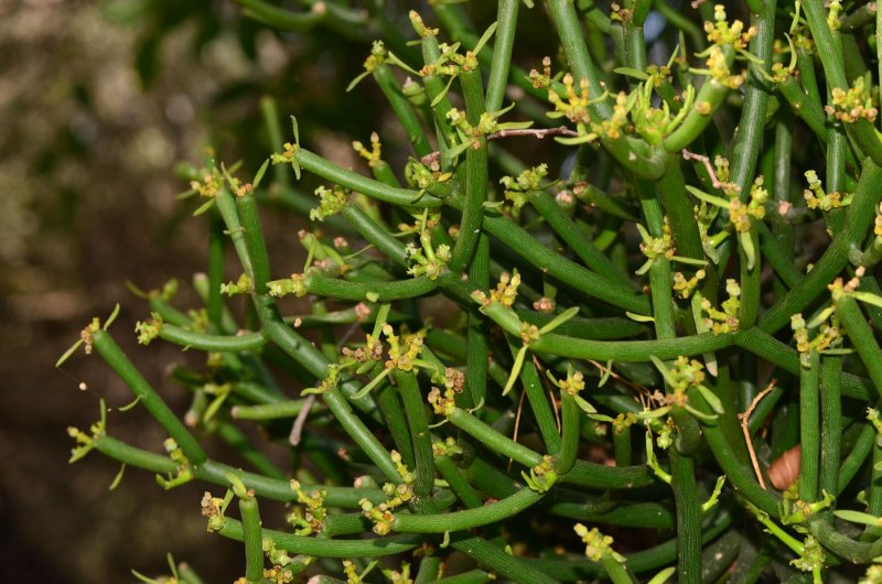 Молочай тирукалли (Euphorbia tirucalli)