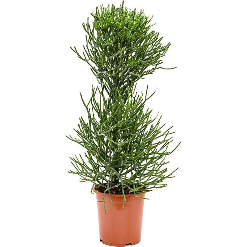 Молочай тирукалли (Euphorbia tirucalli)