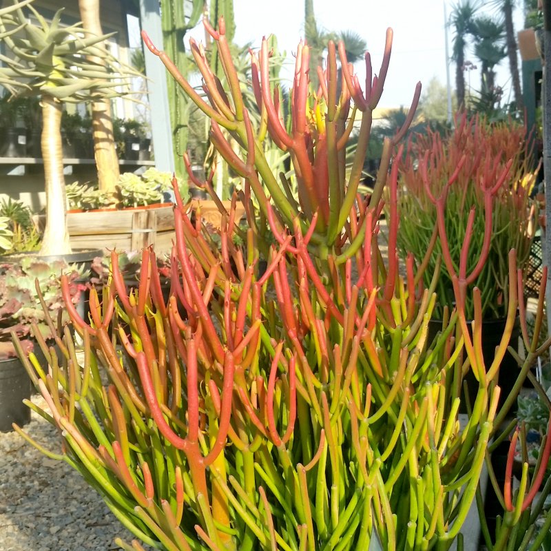 Молочай тирукалли (Euphorbia tirucalli)