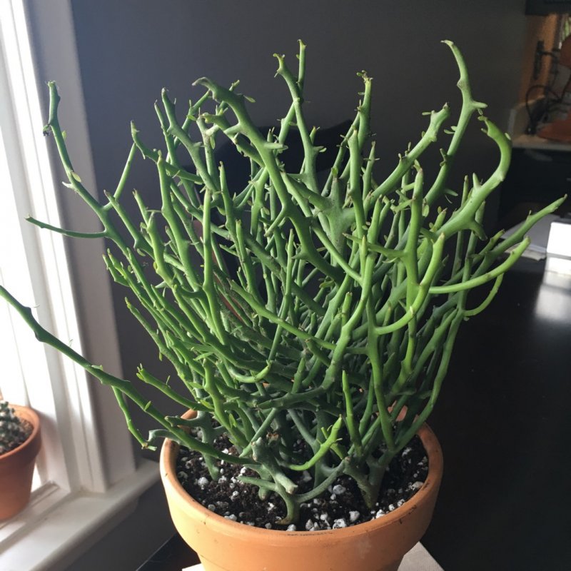Молочай тирукалли (Euphorbia tirucalli)