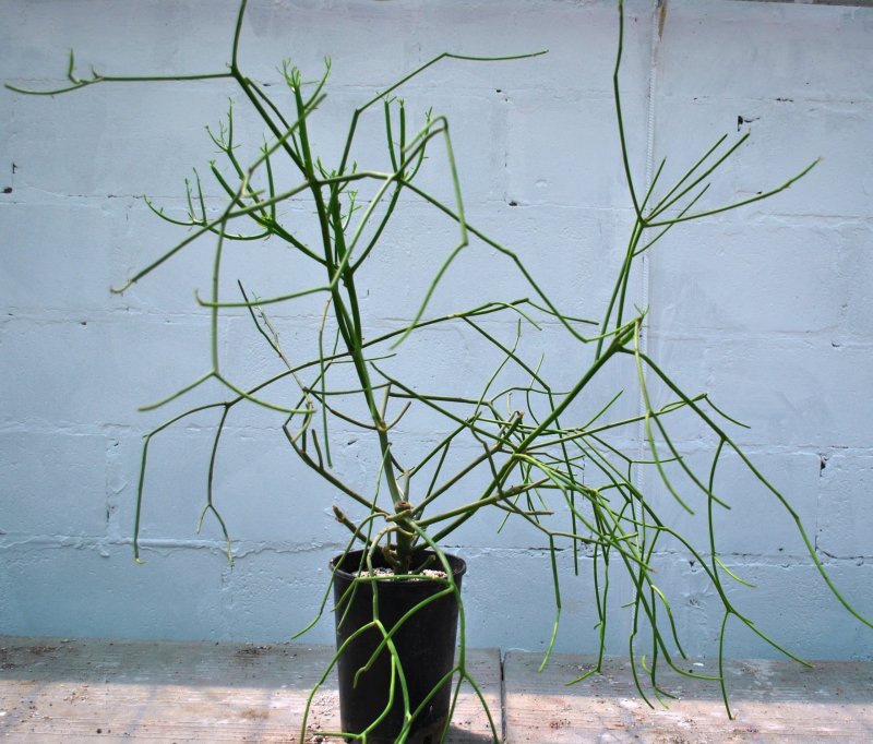 Молочай тирукалли (Euphorbia tirucalli)