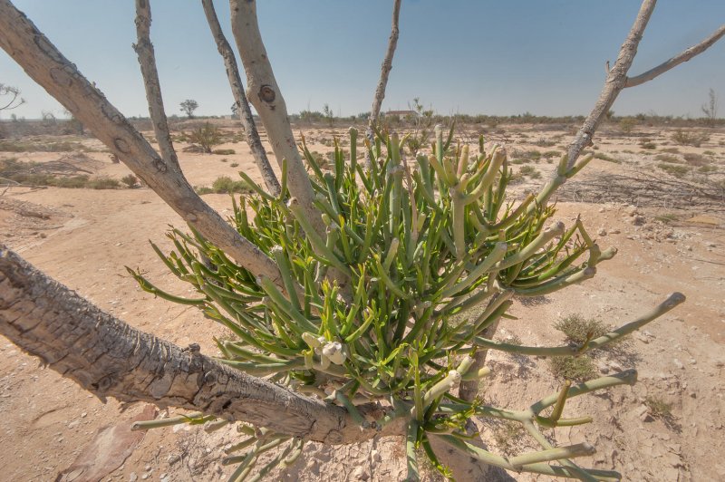 Euphorbia clivicola