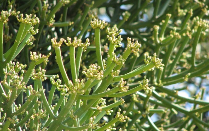 Молочай тирукалли (Euphorbia tirucalli)