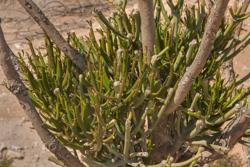 Молочай тирукалли (Euphorbia tirucalli)