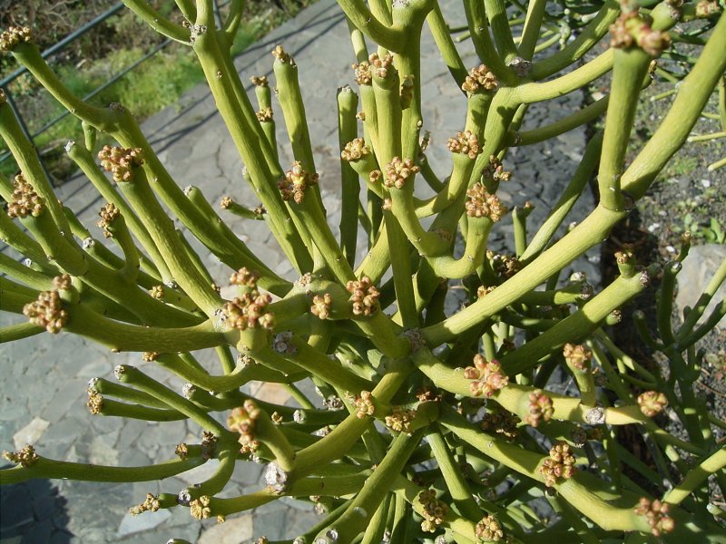 Молочай тирукалли (Euphorbia tirucalli)