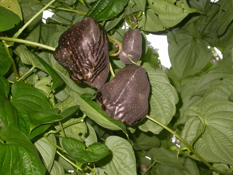Dioscorea bulbifera