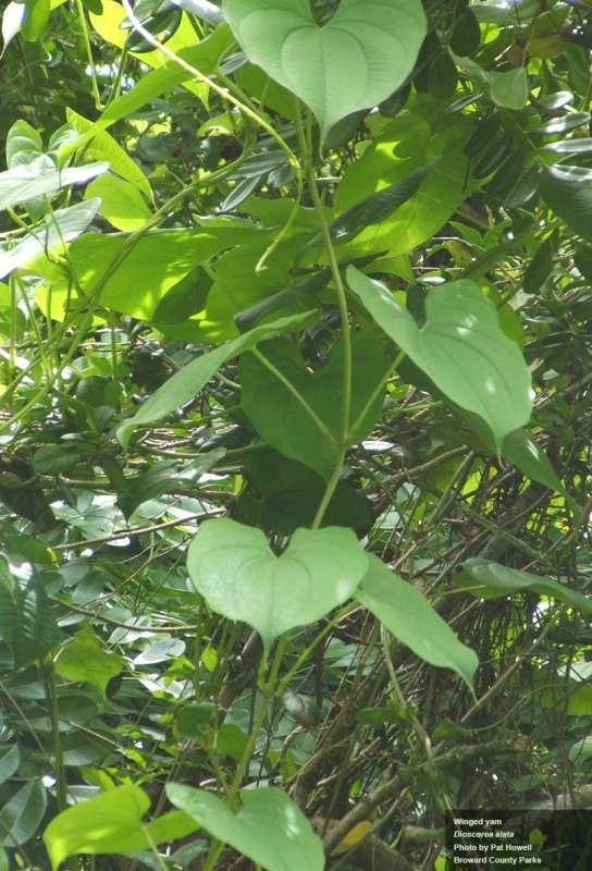 Ямс (Dioscorea)