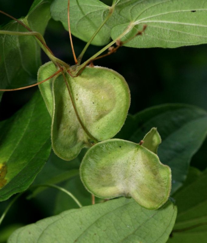 Диоскорея Кавказская Dioscorea Caucasica