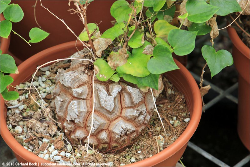 ELEPHANTIPES - диоскорея слоновая, слоновая нога, ямс.