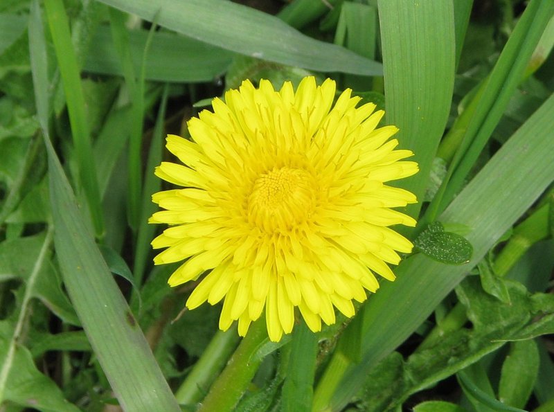 Одуванчик Taraxacum officinale;