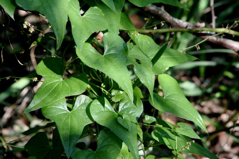 Ямс (Dioscorea)