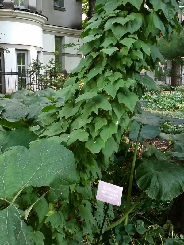 Диоскорея ниппонская, Dioscorea nipponica
