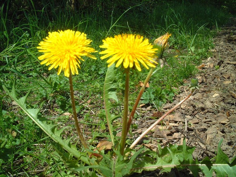 Одуванчик лекарственный - Taraxacum officinale Wigg. S. 1.: