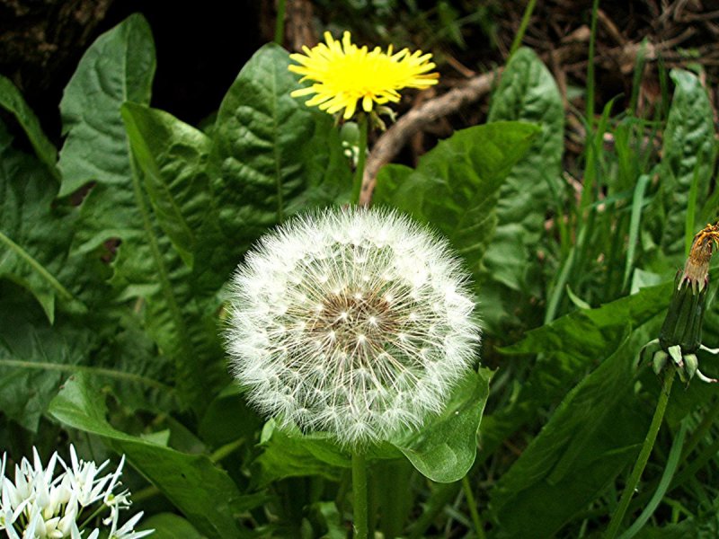 Одуванчик (Taraxacum)