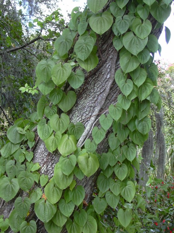Dioscorea bulbifera
