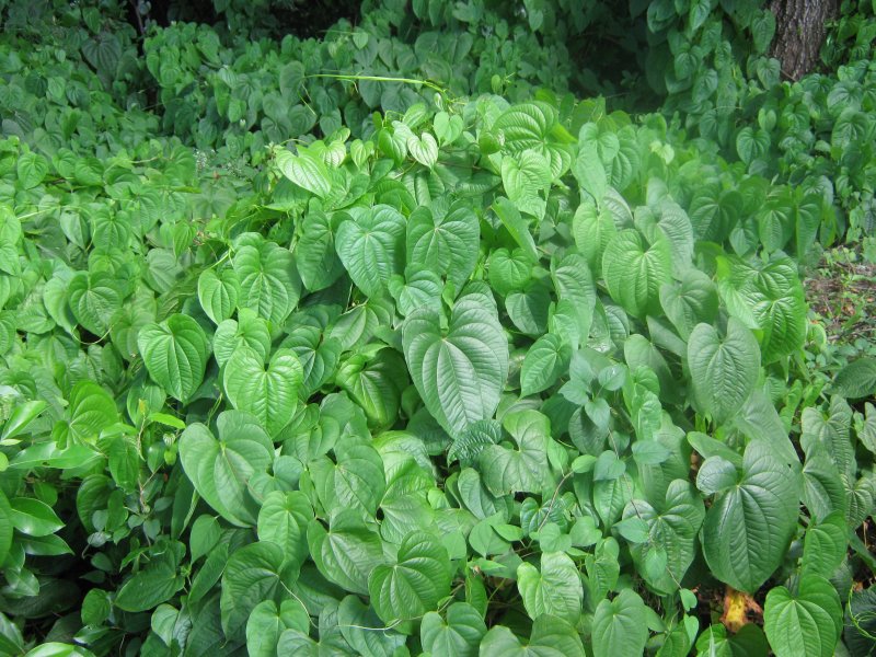 Dioscorea Batatas Bean