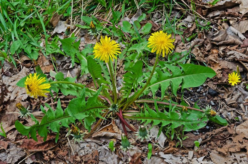 Одуванчик Taraxacum officinale;